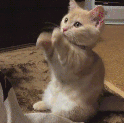 一只正在挥手的橘猫
